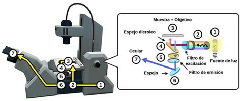 Microscopio De Fluorescencia Labster Theory