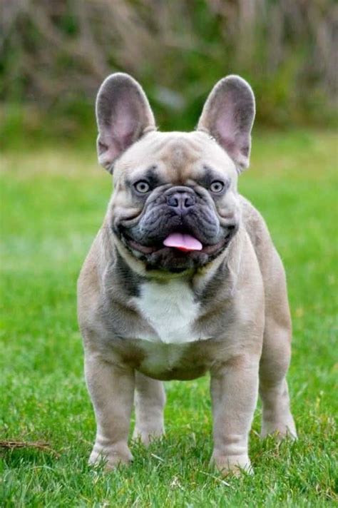 Here's some information about the cost. Blue Brindle Frenchie Price