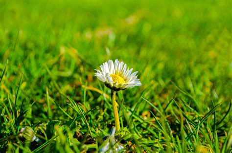 Flower In Green Grass Free Stock Photo Public Domain Pictures