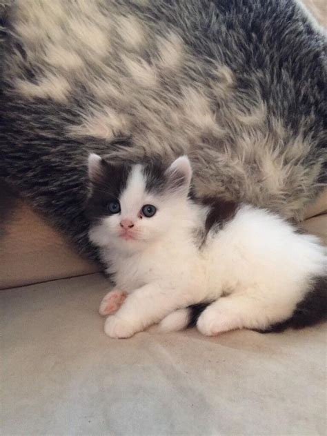 Half Persian Kitten Only 1 Boy Left In Poole Dorset Gumtree