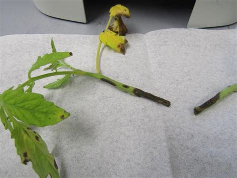 Collar Rot And Alternaria Stem Canker Of Tomato Nc State Extension