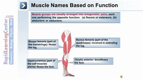 Axial And Appendicular Musculature Muscle Terminology And Naming