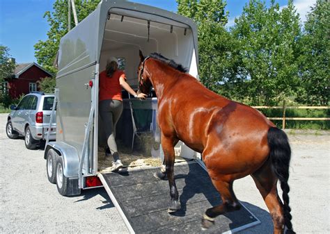 Learn About Different Types Of Horse Trailers Horse T
