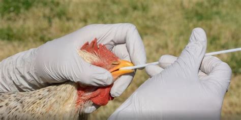 If it really means de ave, then can it be used with. Se reportaron los primeros casos de gripe aviar H5N8 en humanos en Rusia
