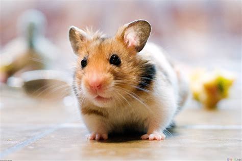 Top Hơn 86 Về Hình Nền Chuột Hamster Dễ Thương Hay Nhất Vn