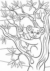 Koala Tree Coloring Eucalyptus Animals Cute Pages Little Drawing Sits Holds Getdrawings Preview Designlooter sketch template