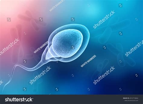 3d Rendering Human Sperm Cell Stock Illustration 2012718662 Shutterstock