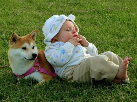— choose a quantity of shiba inu baby. Shiba Inu and baby | 동물