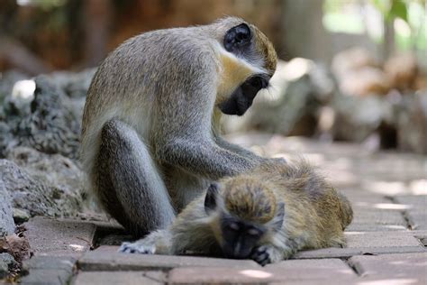 2 Gray And Brown Monkey Free Image Peakpx