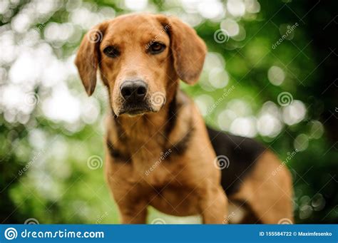 Portrait Of Standing Brown Puppy In Forest Stock Photo Image Of