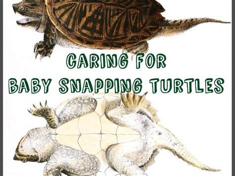 What Do Snapping Turtles Eat In Captivity Pet Food Guide