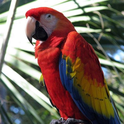 For Sale Pairs Of Scarlet Macaws Parrots Available St James