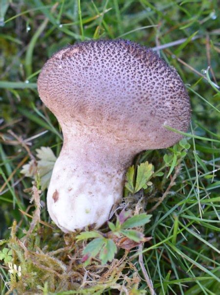 Dusky Puffball Lycoperdon Nigrescens The Mushroom Diary Uk Wild