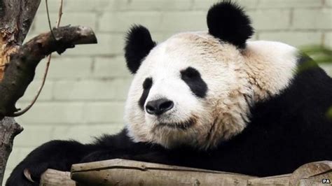 China Panda Diplomacy Sparks Belgium Row Bbc News
