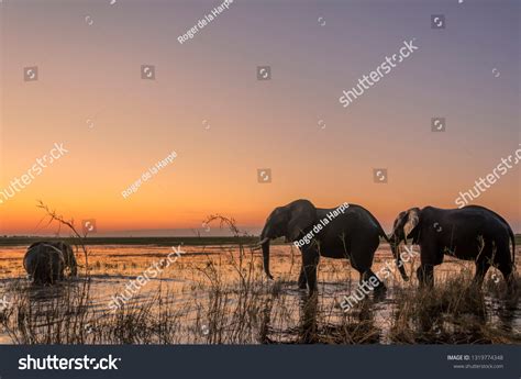 11840 African Animals Watering Hole Images Stock Photos And Vectors