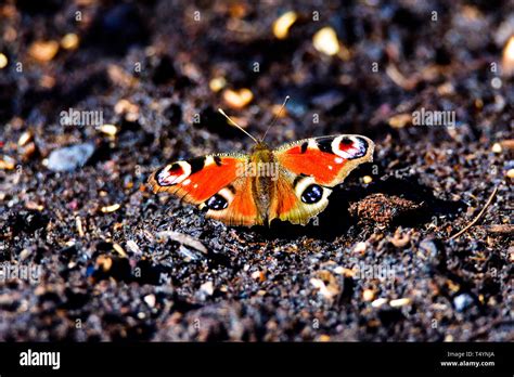 Colorful Butterfly Sitting On The Ground Stock Photo Alamy