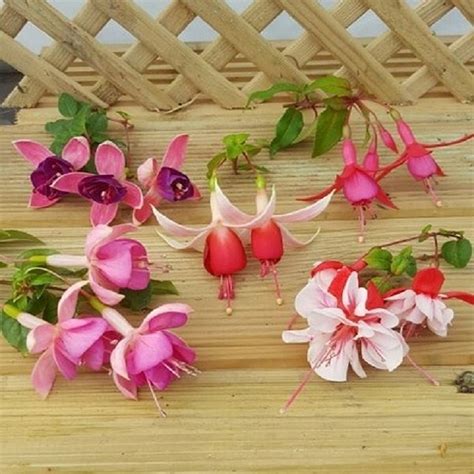 Trailing Fuchsia Mixed Surprise 5 Plug Plants From £599 Trailing