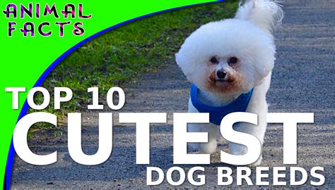 Top 10 Cutest Small Dog Breeds On The Planet Dogs 101