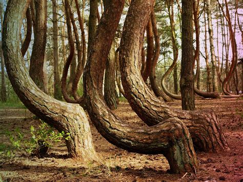 Polish Crooked Forest Who Shaped The Trees In It 3 Seas Europe