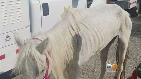 Horse Found Dumped On Side Of Freeway Had To Be Euthanized Youtube