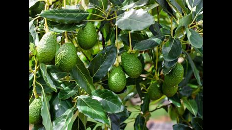 Laurel Wilt Disease And Other Information About Avocado Trees Youtube
