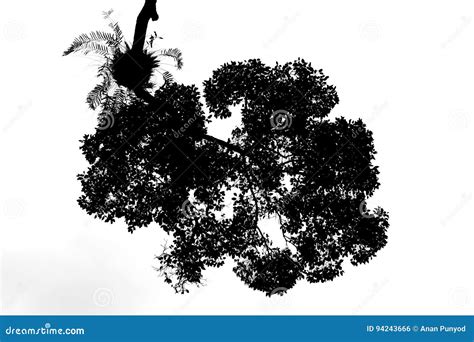 Silhouette Leaves Of The Bush Isolate On White Background Stock