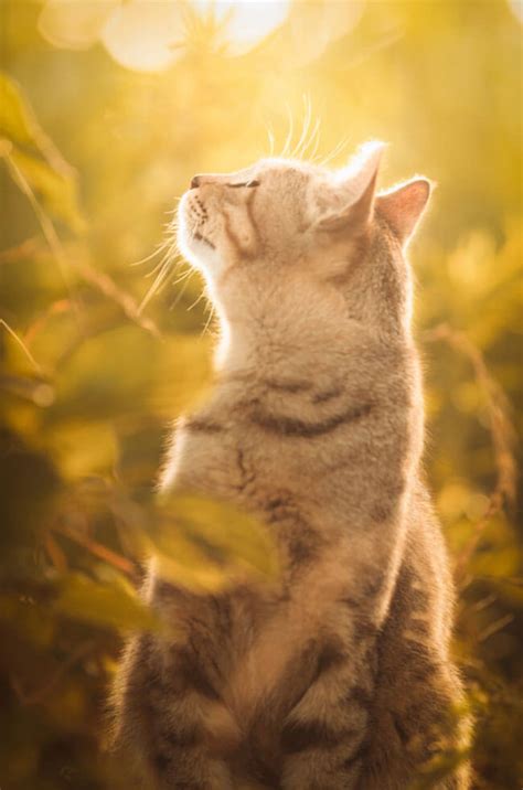 The Most Beautiful Cat Pictures I Ever Saw Captured By