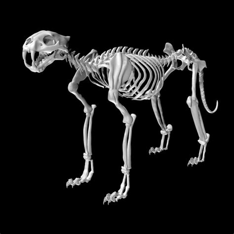 Tiger Skeleton 3d Model Turbosquid 1886475