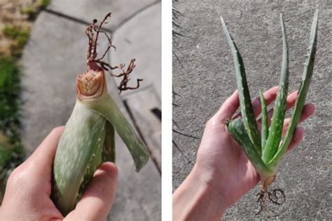 Why Is My Aloe Vera Plant Rotting At Base Plantă Blog