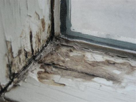 In order to prevent this, you can paint wooden sills using a high gloss paint that protects the wood. Mold on Window Sill - Picture of Ramada Edmonton South ...