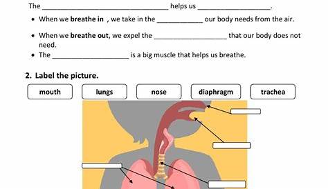 Respiratory system online worksheet for Grade 3. You can do the