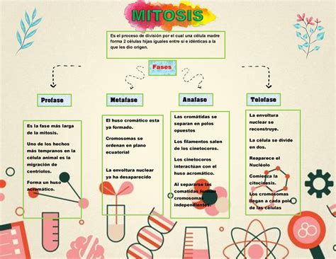 Mapa mental mitosis Es el proceso de división por el cual una célula