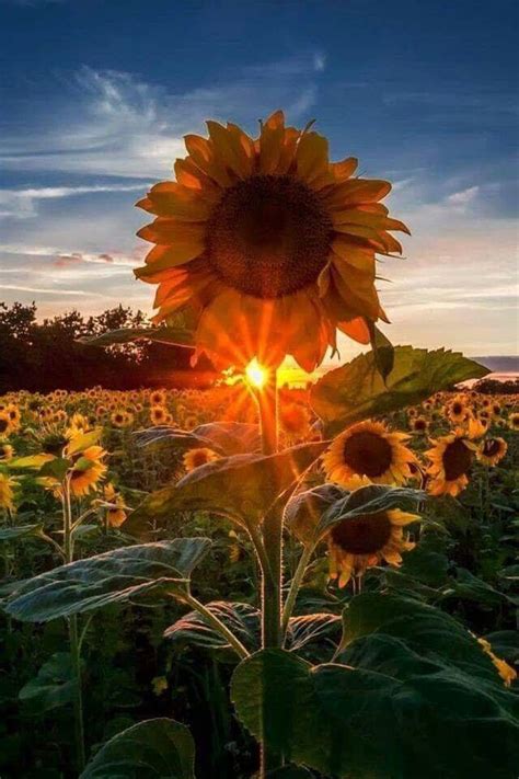 Sunrise Sunflower Nature Photography Sunflower Pictures Flowers