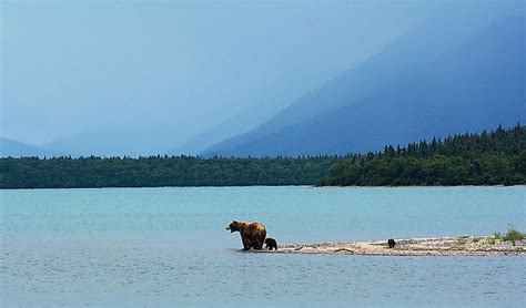 What Animals Live In Alaska