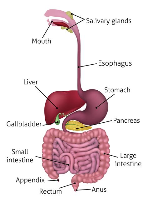 A Figura Abaixo Mostra O Aparelho Digestório Humano Educa