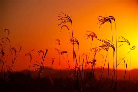 Silhouette Of Grass During Sunset Photo Free Grass Image On Unsplash