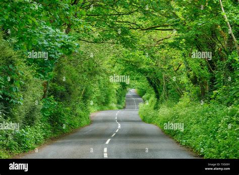 Tree Tunnel England Hi Res Stock Photography And Images Alamy