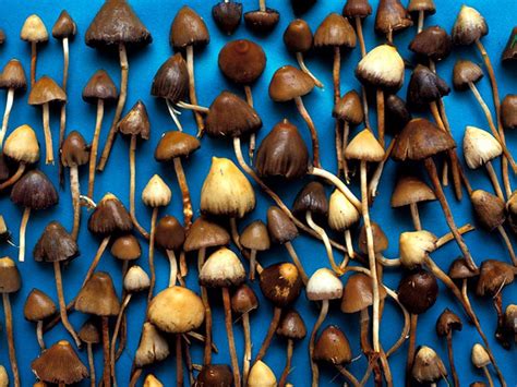 Depression Treatment With Magic Mushrooms