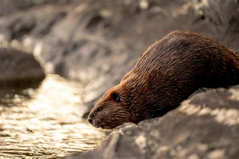 💚 Beavers Naturally Restore Wetlands