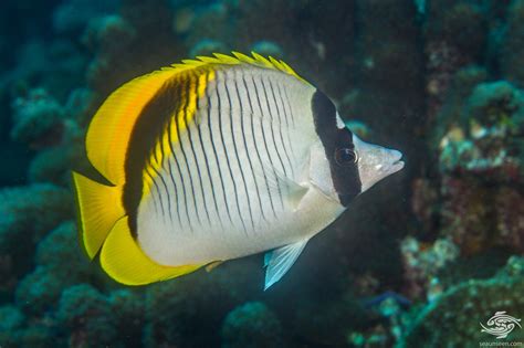 Lined Butterflyfish Facts And Photographs Seaunseen