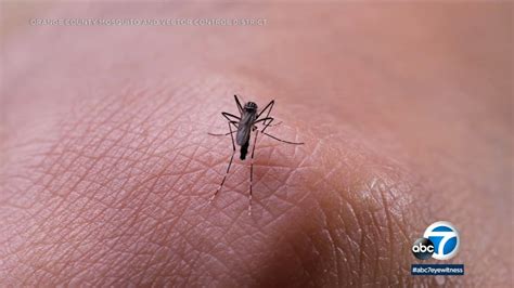 Ankle Biter Mosquito Breeding On The Rise Throughout Southern