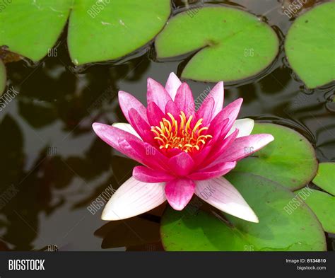 Red Water Lily Lotus Image And Photo Free Trial Bigstock