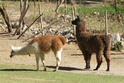Llama Meat 5 Authentic Dishes From The Andes That Will Surprise You