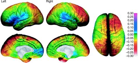 Mapping Brain Maturation Trends In Neurosciences