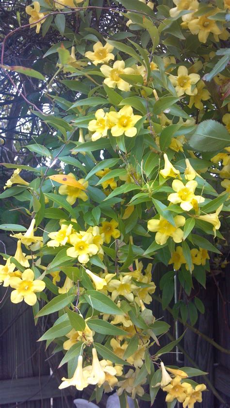 Carolina Jessamine Vine It Has The Most Heavenly Scent Can Trail 30