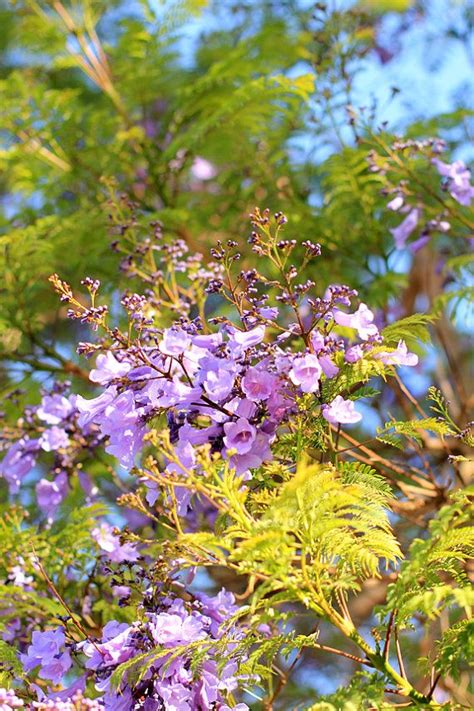 Purple flowering trees grow in a variety of soils and in numerous hardiness zones. Jacaranda - Purple Flowering Tree - Spring Flowers Photo ...
