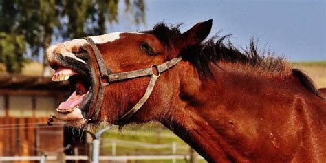Why Do Horses Yawn Reasons Explained Insider Horse Latest