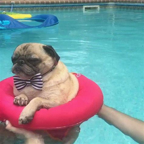 Pug In A Bowtie Floating In The Pool Pugs Funny Baby Pugs Cute Pugs