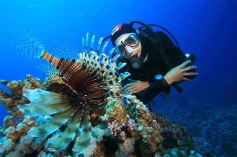 How To Become A Marine Biologist