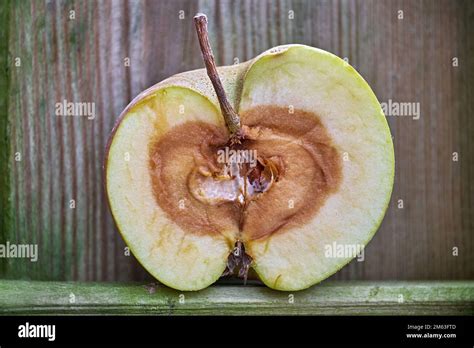 Une Pomme Pourrie Banque De Photographies Et Dimages à Haute